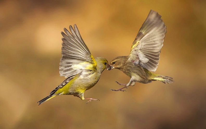 greenfinches.jpg