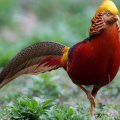 Golden_pheasant