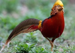 Golden_pheasant