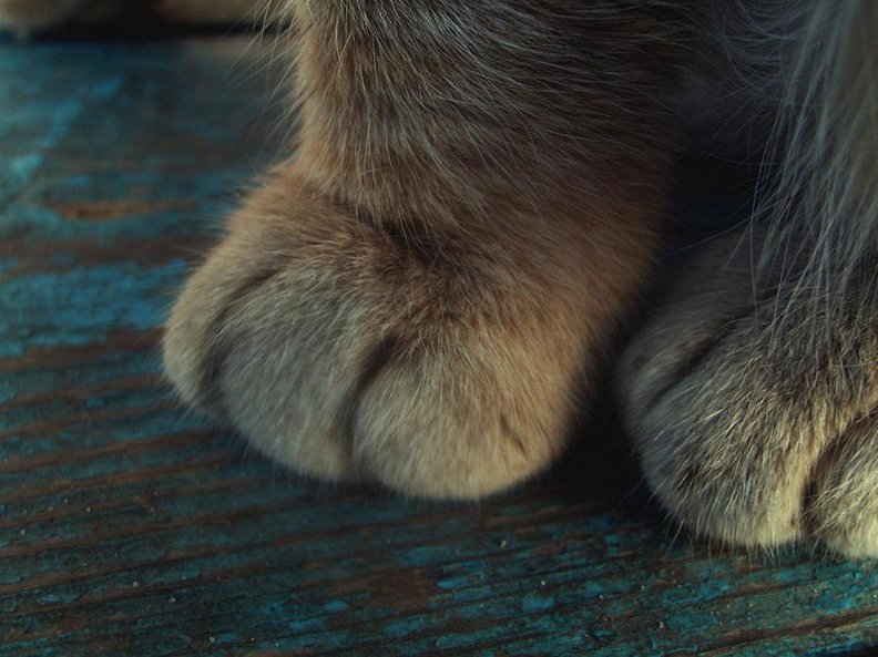 paws.jpg