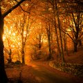 Autumn Sunlight on Forest Path