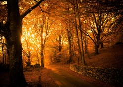 Autumn Sunlight on Forest Path