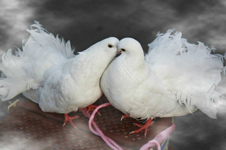pigeons_kissing.jpg