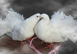 Pigeons Kissing