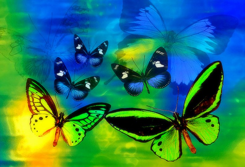 butterfly_of_dreams.jpg