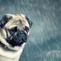 Pug in the rain