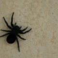 big black spider