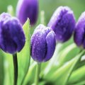 * Purple tulips *