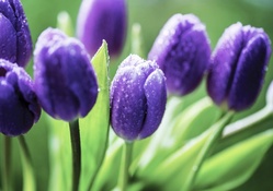 * Purple tulips *