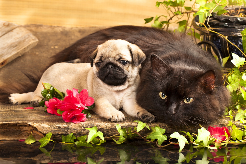 Cat and puppy