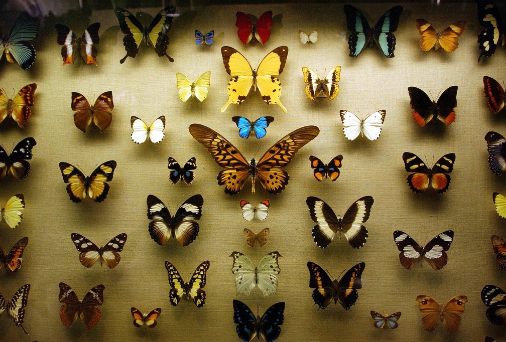 Nice Collection of Butterflies