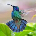 Gorgeous Hummingbird
