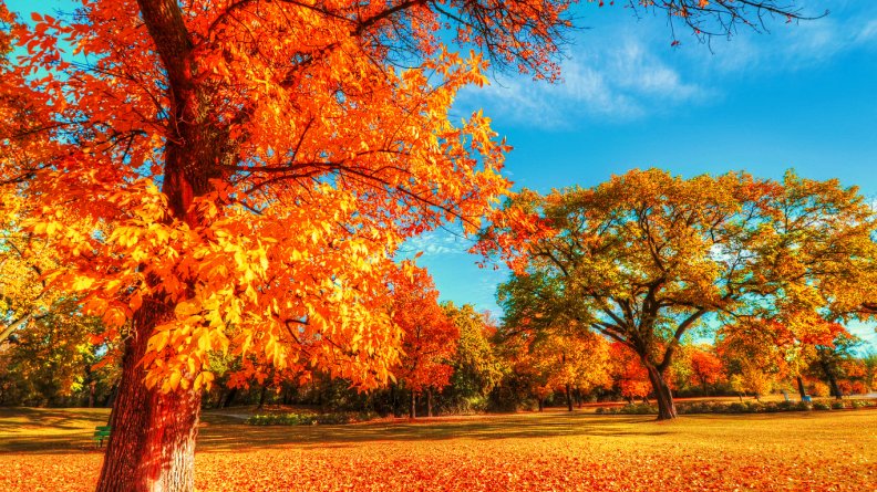 autumn_in_the_park.jpg