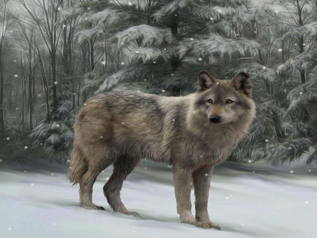 brown wolf