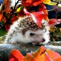 hedgehog in fall leaves