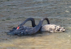 black swan partners