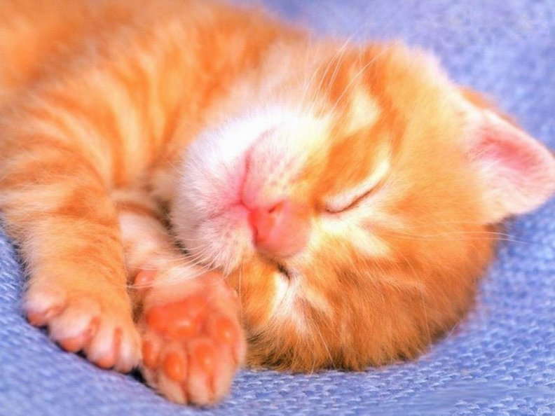 sleeping_kitten.jpg
