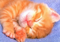 Sleeping kitten