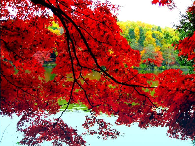 autumn_tree.jpg