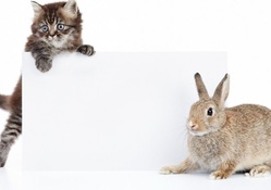 *** Cat and Rabbit ***