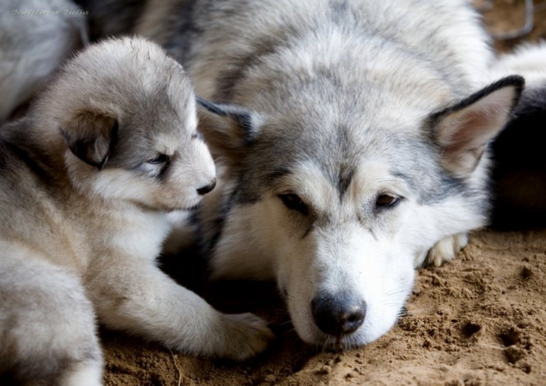 Mom and puppy