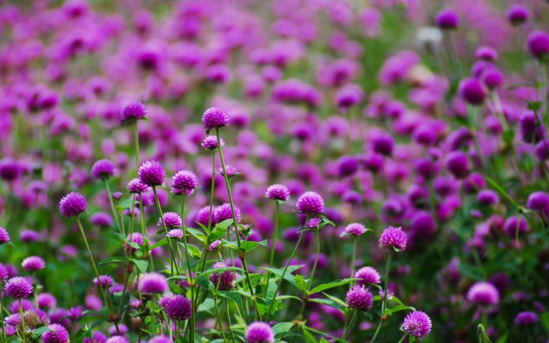 purple_meadow_flowers.jpg