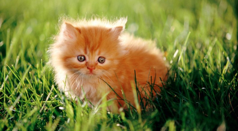 orange_kitten.jpg