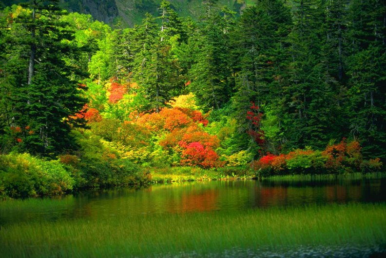 autumn_forest_and_lake.jpg