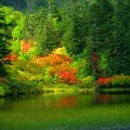 Autumn Forest and Lake
