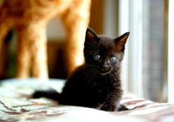 BLACK KITTY