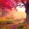 Colors of Autumn ♥