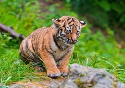 Cute_tiger
