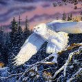 Snow Owl, by Terry Doughty