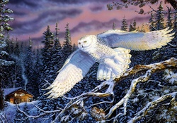 Snow Owl, by Terry Doughty