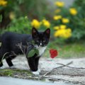 *** Cat with flower ***