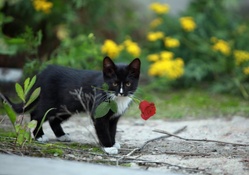 *** Cat with flower ***