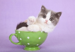 kitten sitting in a teacup