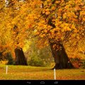 Golden Autumn Trees