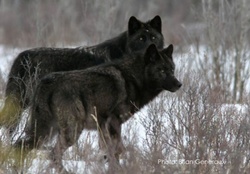 Two Black Wolves