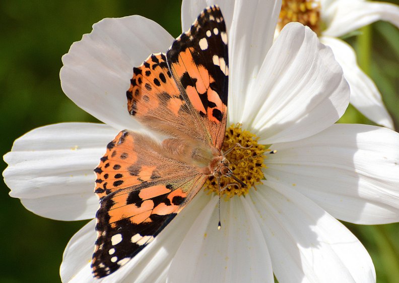 *** Butterfly on flower ***