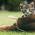 There_Was_A_Young_Cat_That_Lived_In_A_Shoe