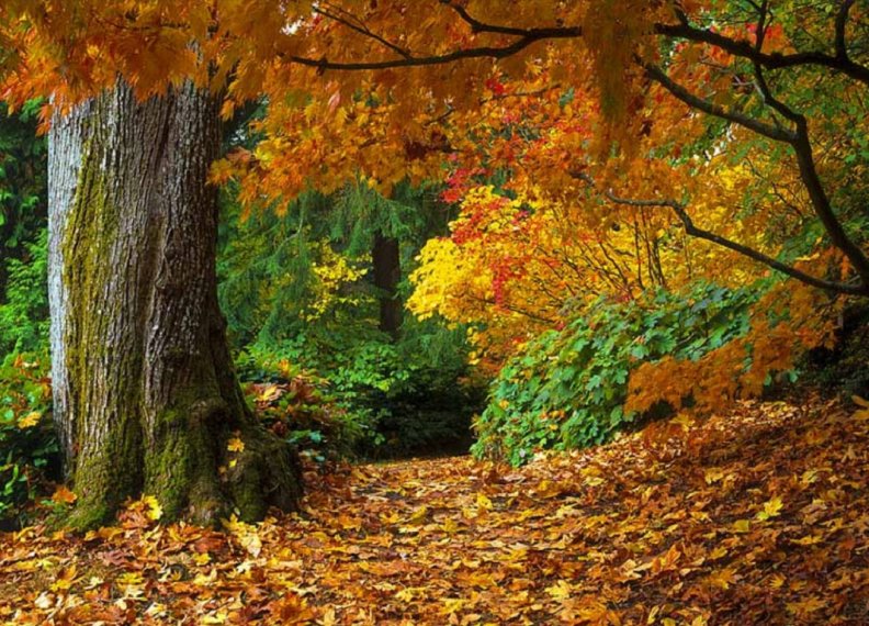 fall_of_autumn_leaves.jpg