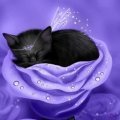 Cat Sleep on the Flower