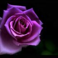 Friendship is like a beautiful rose