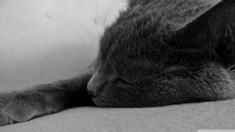 sleeping_kitty.jpg
