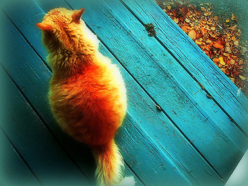★Cat Waiting for Halloween★
