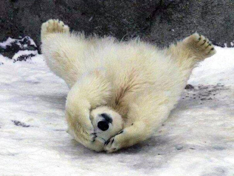 playful_polar_bear.jpg