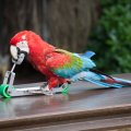 *** Funny parrot ***