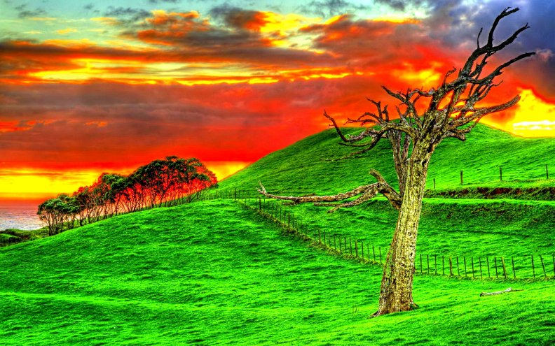 rough_tree_on_green_field_and_fire_sky.jpg