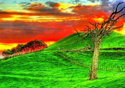 ROUGH TREE on GREEN FIELD and FIRE SKY